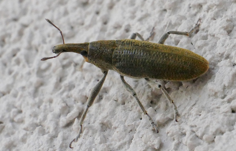 Curculionidae da identificare